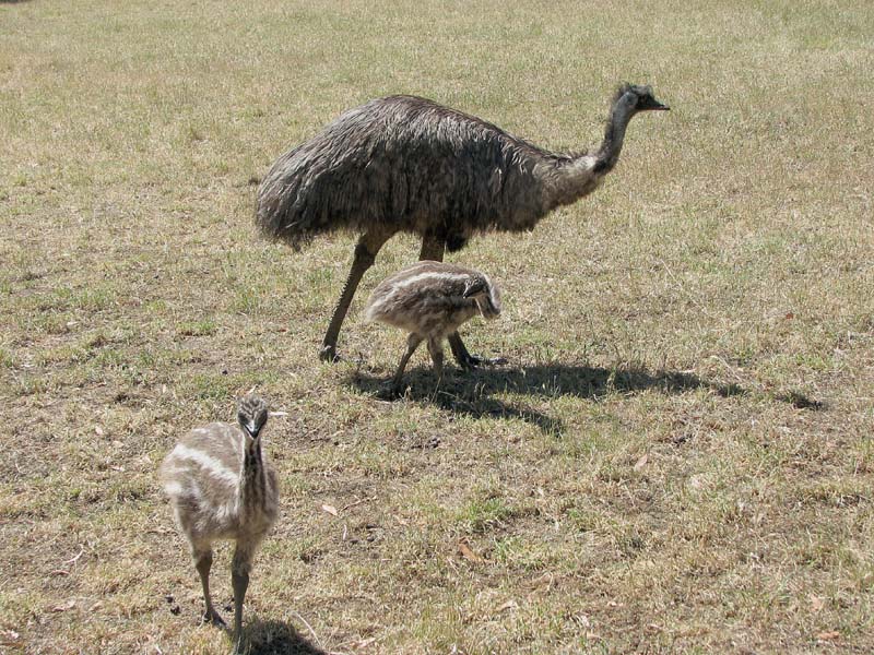 Emu and chicks